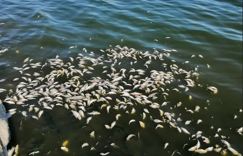На Одещині масовий мор риби: місцевих жителів говорять про різкий запах